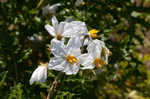 Sticky nightshade